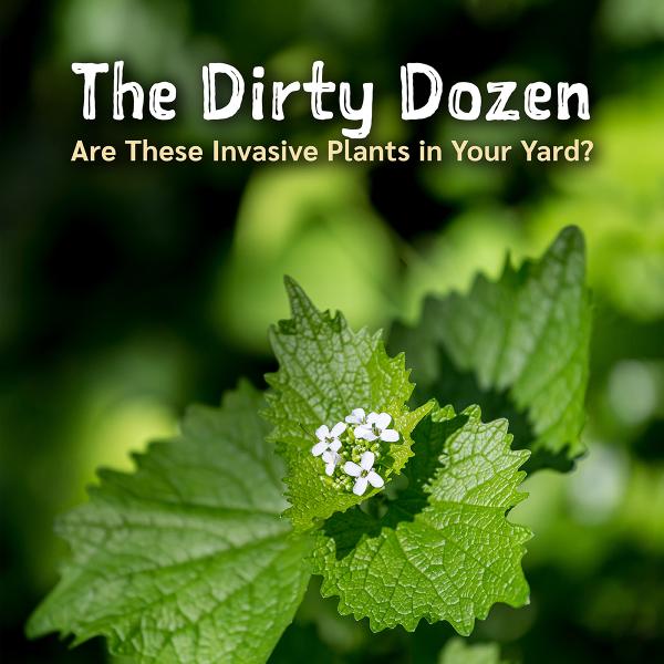 Image for event: The Dirty Dozen: Are These Invasive Plants in Your Yard?